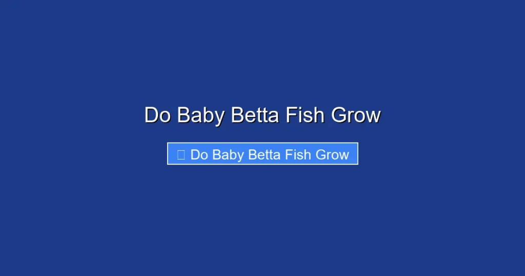 Do Baby Betta Fish Grow