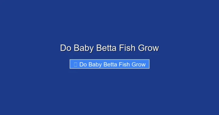Do Baby Betta Fish Grow