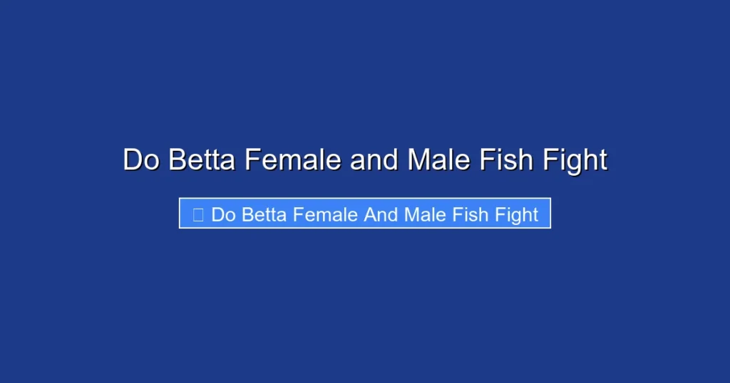 Do Betta Female and Male Fish Fight