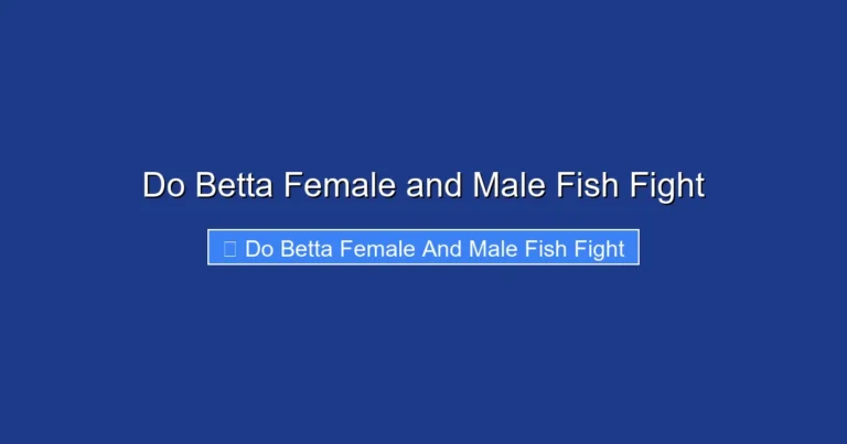 Do Betta Female and Male Fish Fight