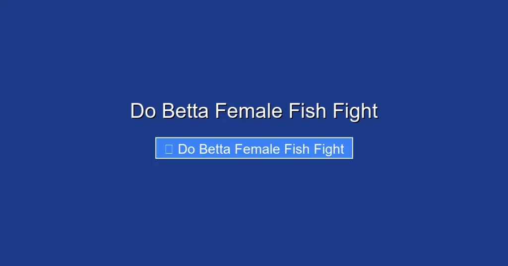 Do Betta Female Fish Fight