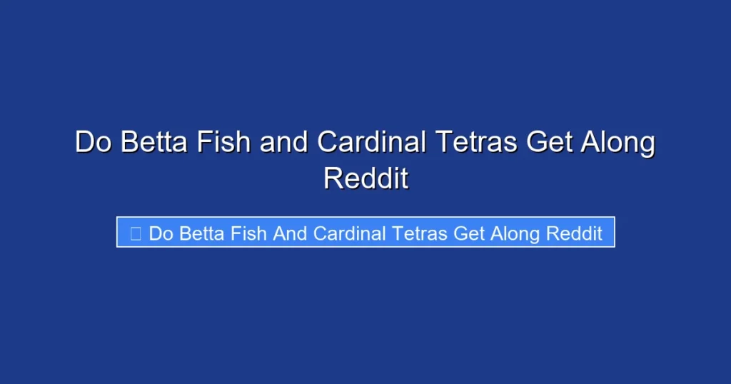 Do Betta Fish and Cardinal Tetras Get Along Reddit