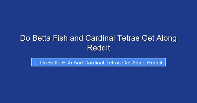 Do Betta Fish and Cardinal Tetras Get Along Reddit