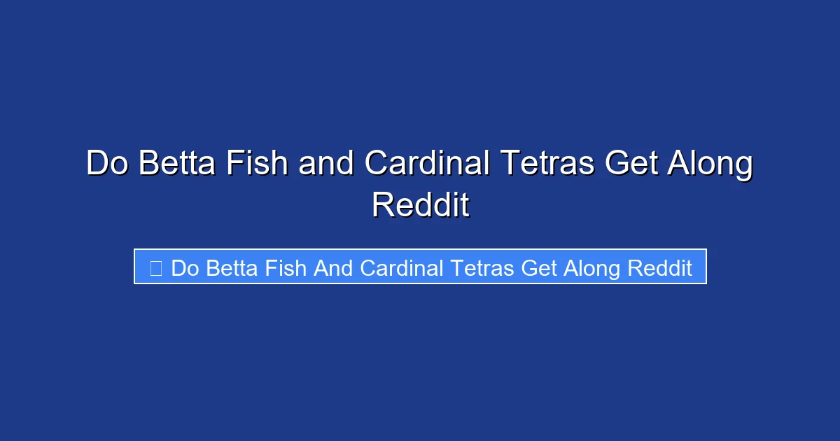 Do Betta Fish and Cardinal Tetras Get Along Reddit