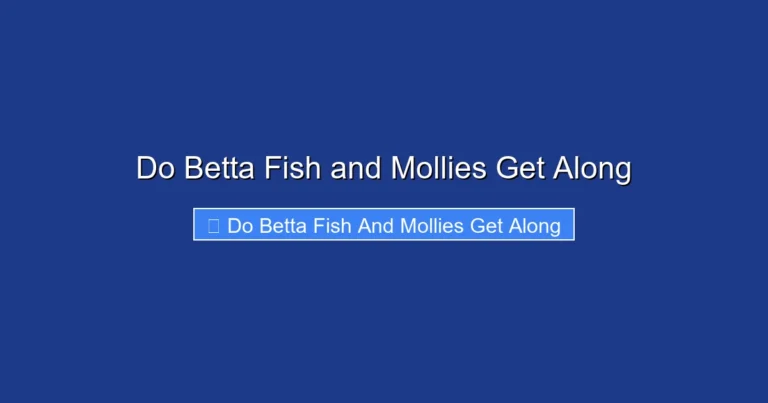Do Betta Fish and Mollies Get Along