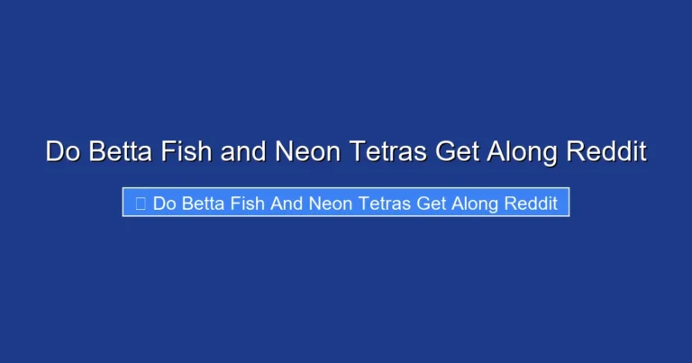 Do Betta Fish and Neon Tetras Get Along Reddit
