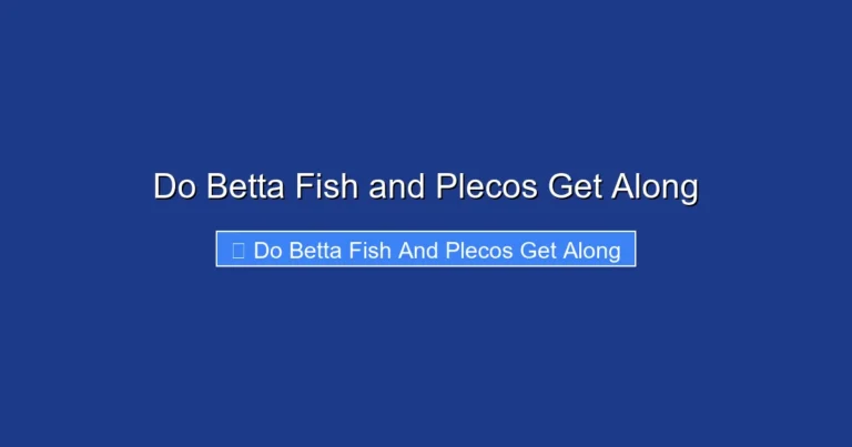 Do Betta Fish and Plecos Get Along
