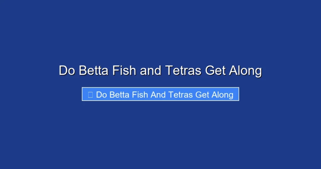 Do Betta Fish and Tetras Get Along