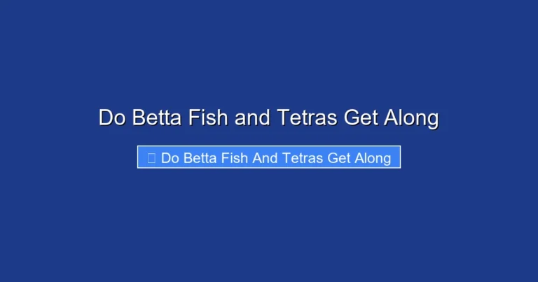 Do Betta Fish and Tetras Get Along