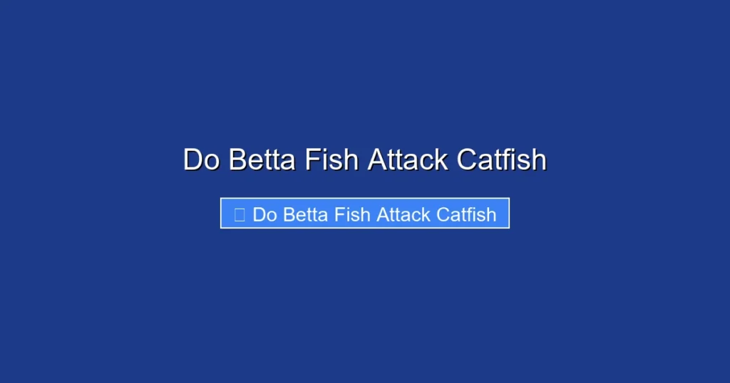 Do Betta Fish Attack Catfish