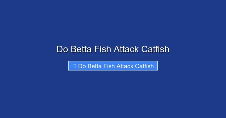 Do Betta Fish Attack Catfish