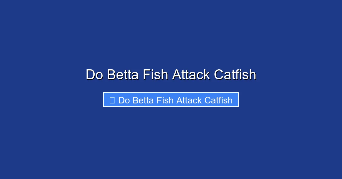 Do Betta Fish Attack Catfish