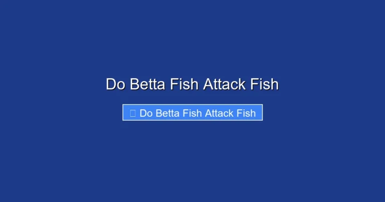 Do Betta Fish Attack Fish