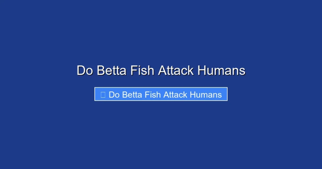 Do Betta Fish Attack Humans
