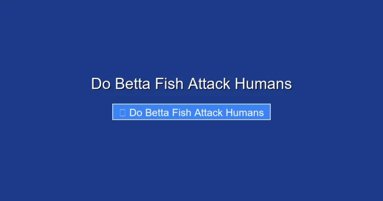 Do Betta Fish Attack Humans