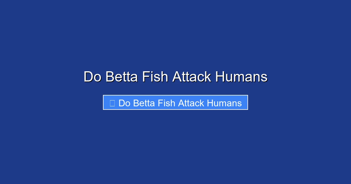 Do Betta Fish Attack Humans