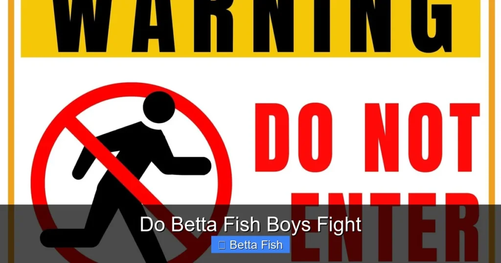Do Betta Fish Boys Fight