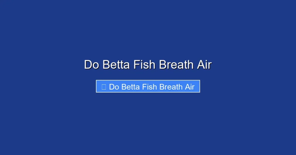 Do Betta Fish Breath Air
