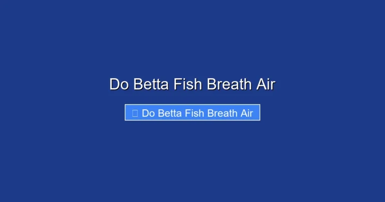 Do Betta Fish Breath Air