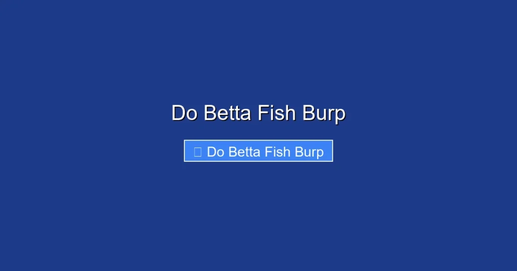 Do Betta Fish Burp