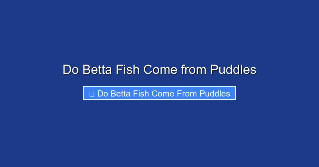 Do Betta Fish Come from Puddles