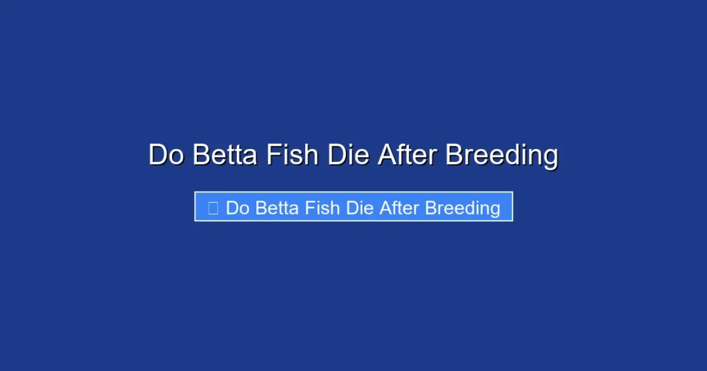 Do Betta Fish Die After Breeding