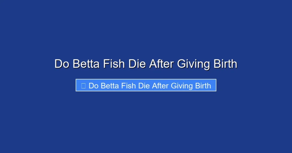 Do Betta Fish Die After Giving Birth
