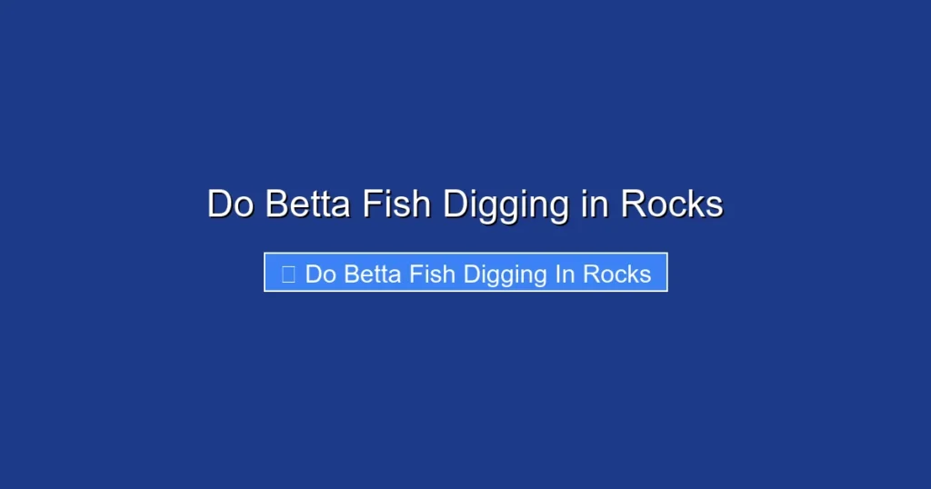 Do Betta Fish Digging in Rocks