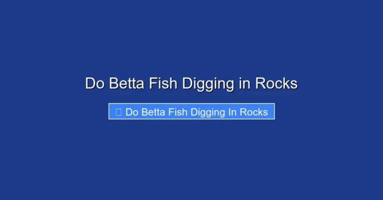 Do Betta Fish Digging in Rocks