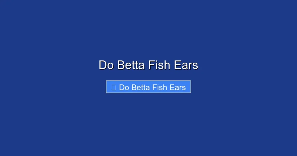 Do Betta Fish Ears