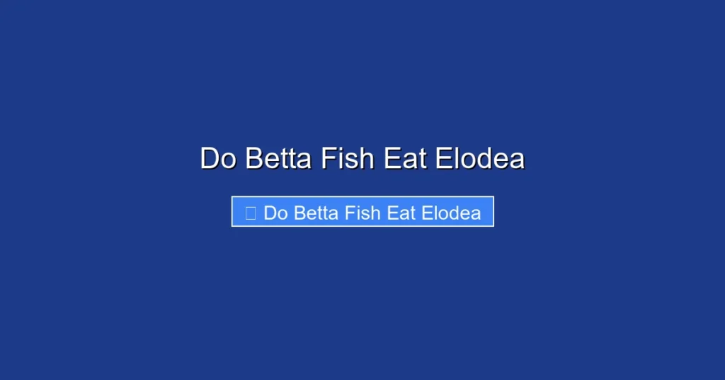 Do Betta Fish Eat Elodea