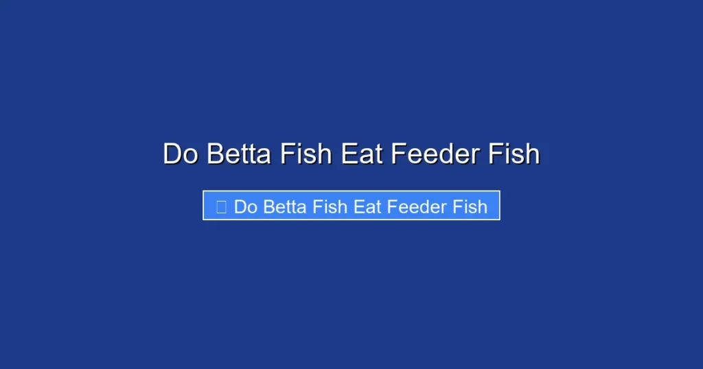Do Betta Fish Eat Feeder Fish