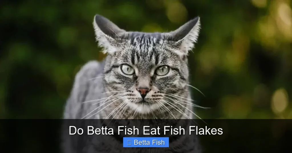 Do Betta Fish Eat Fish Flakes