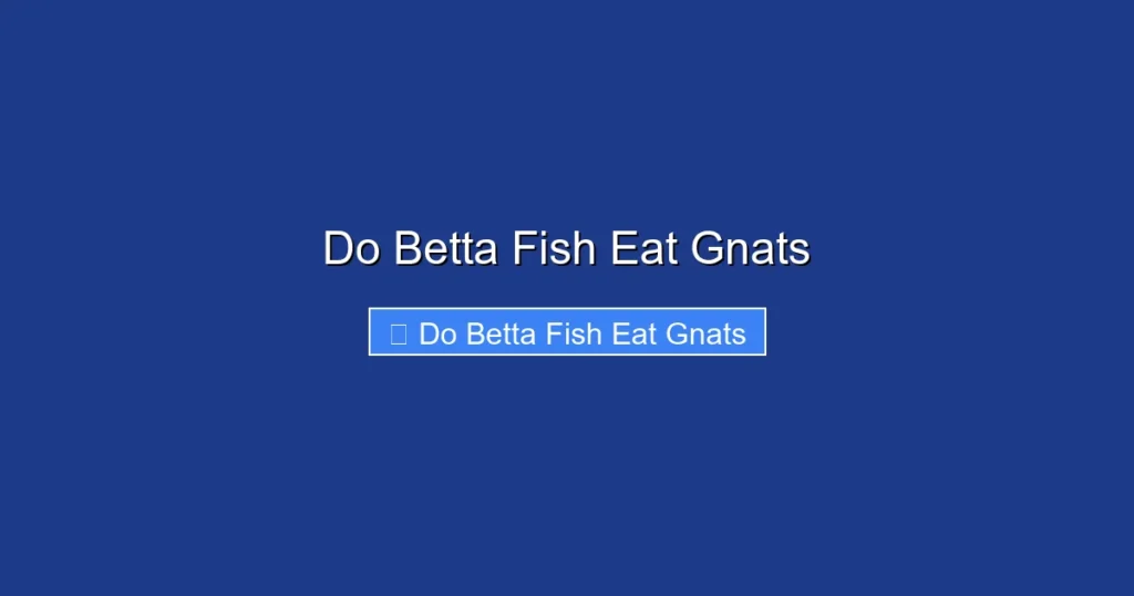 Do Betta Fish Eat Gnats