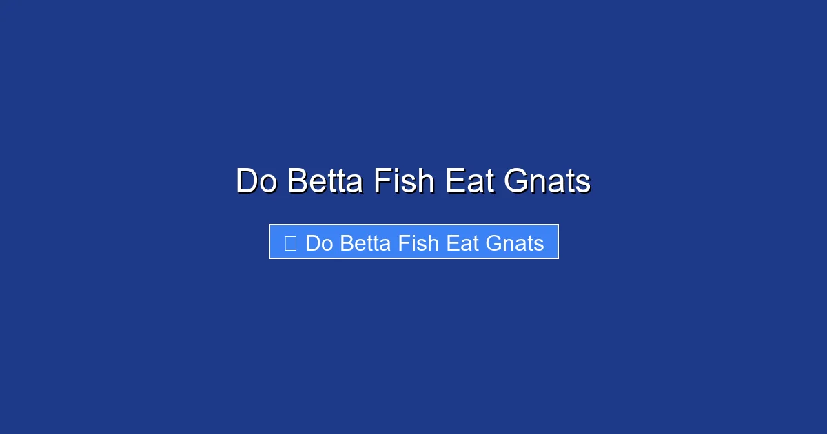 Do Betta Fish Eat Gnats