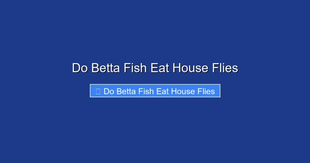 Do Betta Fish Eat House Flies