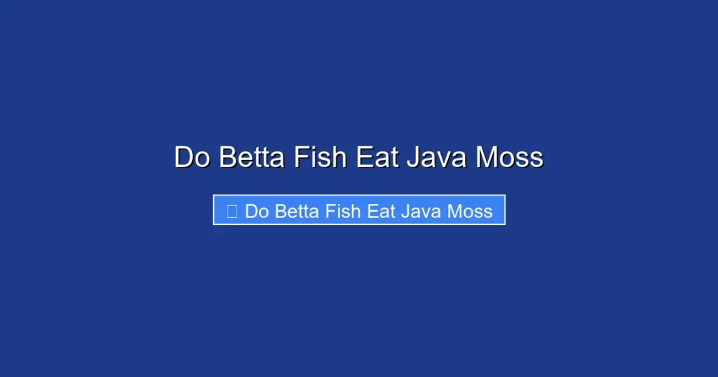 Do Betta Fish Eat Java Moss