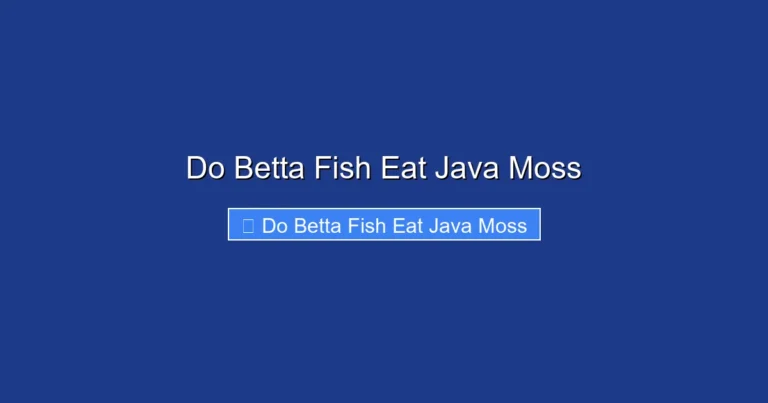 Do Betta Fish Eat Java Moss