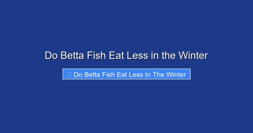 Do Betta Fish Eat Less in the Winter