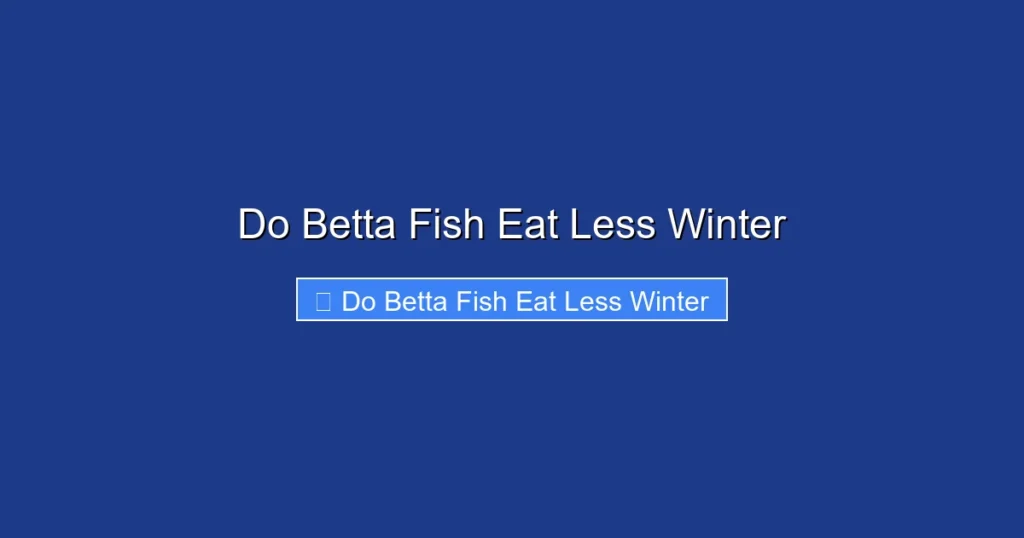 Do Betta Fish Eat Less Winter