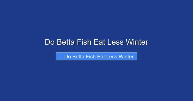 Do Betta Fish Eat Less Winter