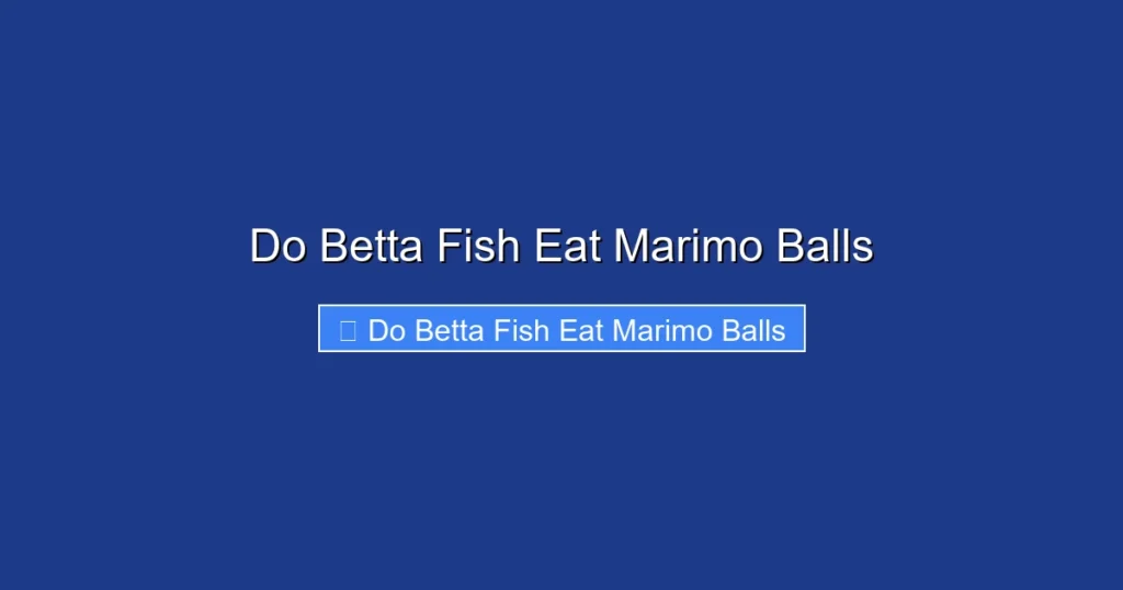 Do Betta Fish Eat Marimo Balls