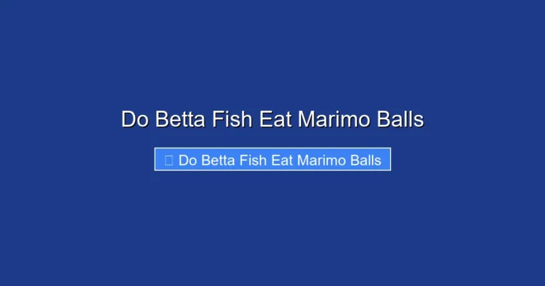 Do Betta Fish Eat Marimo Balls