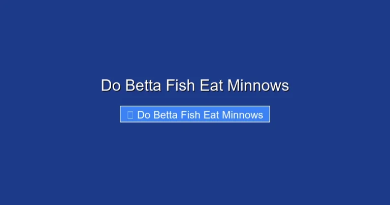 Do Betta Fish Eat Minnows