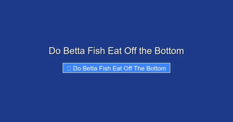 Do Betta Fish Eat Off the Bottom