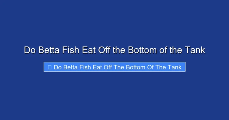 Do Betta Fish Eat Off the Bottom of the Tank
