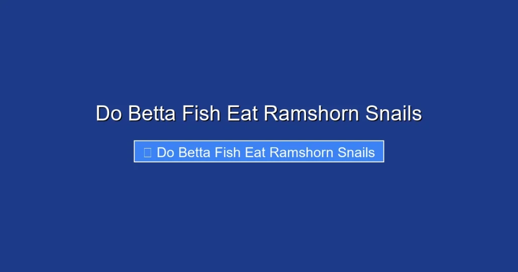 Do Betta Fish Eat Ramshorn Snails