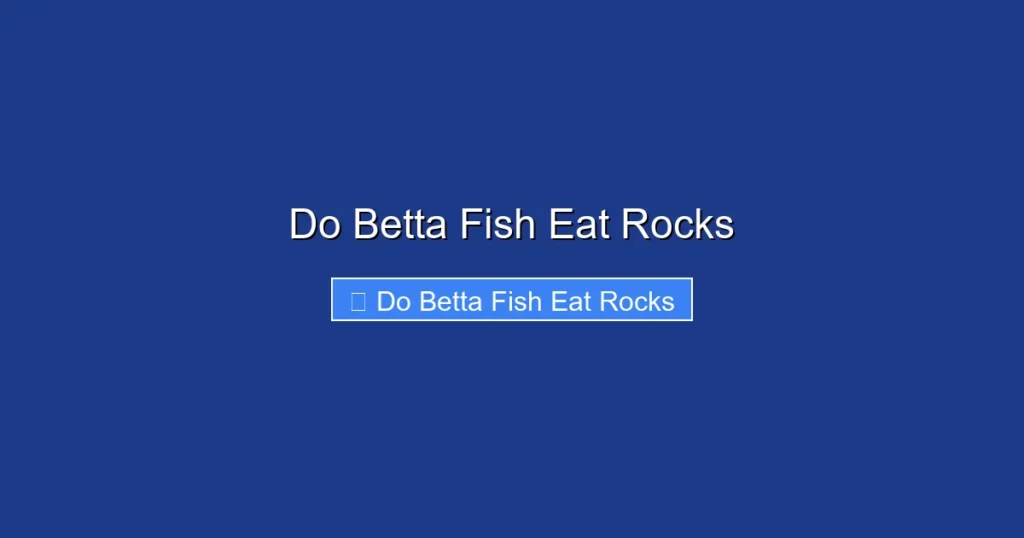 Do Betta Fish Eat Rocks