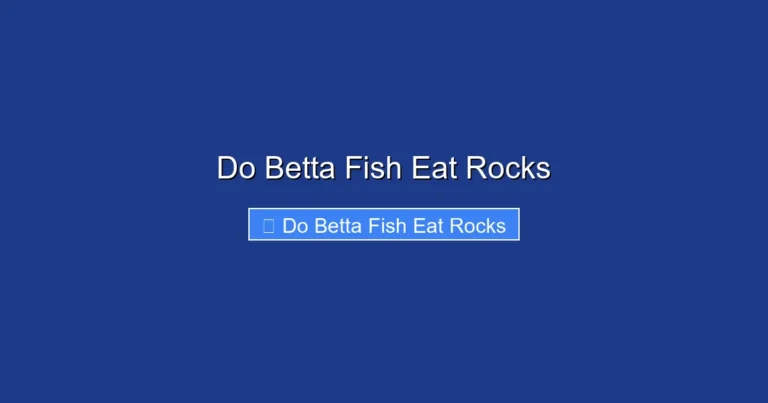 Do Betta Fish Eat Rocks