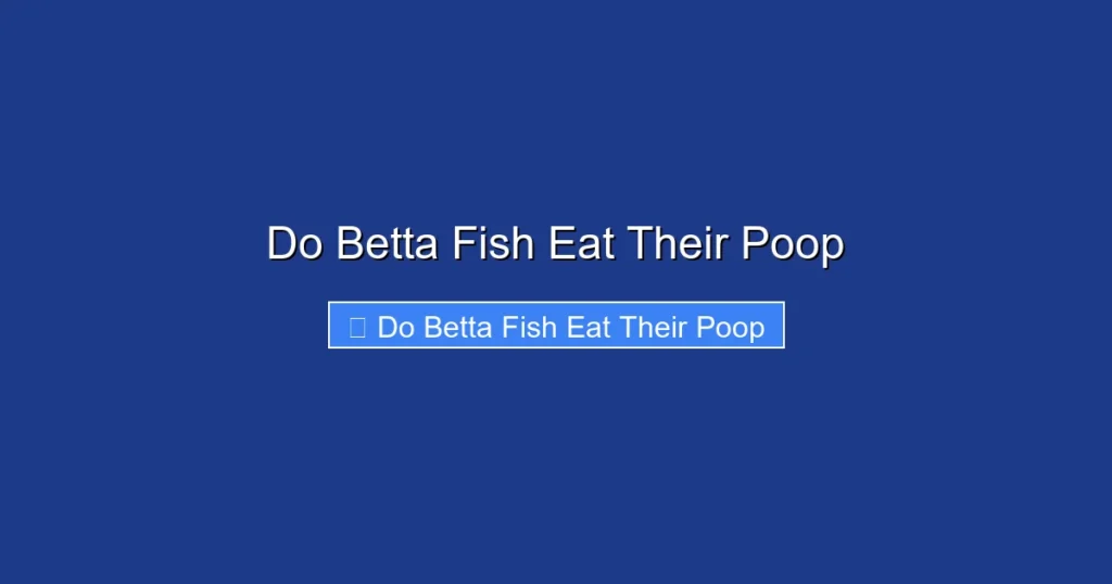 Do Betta Fish Eat Their Poop